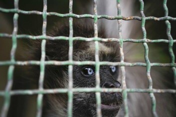 Ifølge FNs miljøprogram er rundt 60 prosent av alle kjente infeksjoner hos mennesker overført fra dyr.
Foto: Matias Delacroix / AP / NTB Ifølge FNs miljøprogram er rundt 60 prosent av alle kjente infeksjoner hos mennesker overført fra dyr.
Foto: Matias Delacroix / AP / NTB