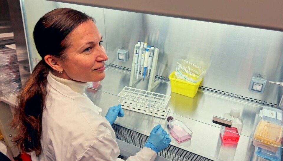 I plastflasken med den rosafargede væsken lever millioner av pasients kreftceller. Nå skal Sigrid Skånland teste ut hvilke legemidler som er mest effektive til å ta livet av kreftcellene.