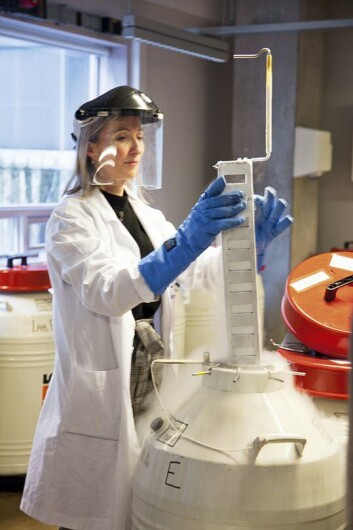 Fra en tank med flytende nitrogen henter cellebiolog og forsker Agnete Engelsen ut kreftcellene. Kreftcellene lever, men holder 194 kuldegrader og skal nå tines opp til 37 grader
Foto: Eddy Grønset Fra en tank med flytende nitrogen henter cellebiolog og forsker Agnete Engelsen ut kreftcellene. Kreftcellene lever, men holder 194 kuldegrader og skal nå tines opp til 37 grader
Foto: Eddy Grønset