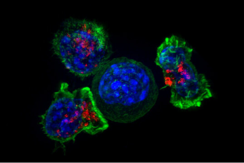 Høyoppløselig bilde som viser T-celler (grønne og røde) som angriper en kreftcelle (blå). Yescarta og Breyanzi er celleterapier der pasientens egne T-celler hentes ut og genmodifiseres ved hjelp av en virusvektor som fører et gen inn i T-cellene slik at de kan feste seg til CD19-proteinet på kreftcellen og drepe kreften.
        
      
      
        Foto: National Institutes of Health