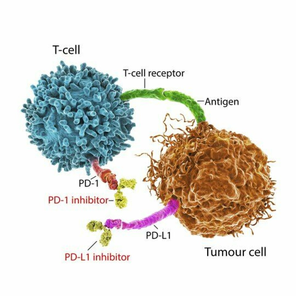 Det er to hovedtyper av sjekkpunkthemmere som på hver sin måte hjelper immunsystemet til å finne og ødelegge kreften: PD-1-hemmere (som Opdivo og Keytruda) og PD-L1-hemmere (som Tecentriq). De hindrer at kreftcellene binder seg til PD-1 og sørger derfor for at T cellene aktiveres.
        
      
      
        Foto: Getty Images