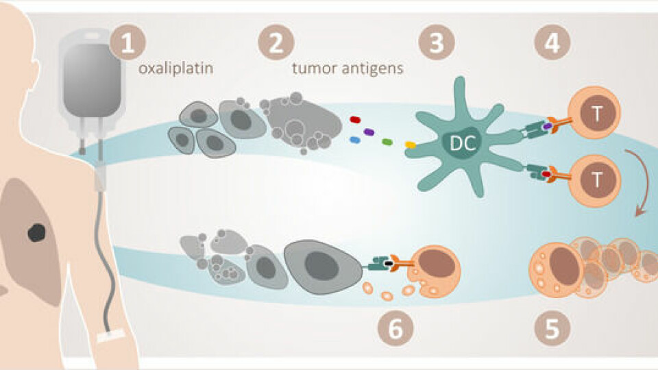Immunogen celledød: Cytotoksisk celleskade ved f.eks. å bruke xaliplatin (1) fører til utslipp av tumorantigen frå døende tumorceller (2). Desse antigenene blir tatt opp av dendrittiske celler (3) og presentert for cytotoksiske T-celler (4), som blir aktivert. Dette resulterer i klonal proliferasjon av aktuelle T-cellepopulasjonar (5), som i prinsippet kan gå til angrep på systemiske tumormanifestasjonar (6).
        
      
      
        Kilde: Metimmox-studien/Anne Hensen ree