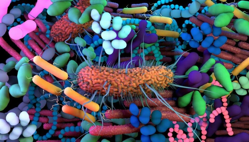 Tarmbakterier modifiseres til å produsere terapeutiske molekyler som kan behandle metabolske tilstander, drepe patogener og sette i gang immunrespons ved kreft