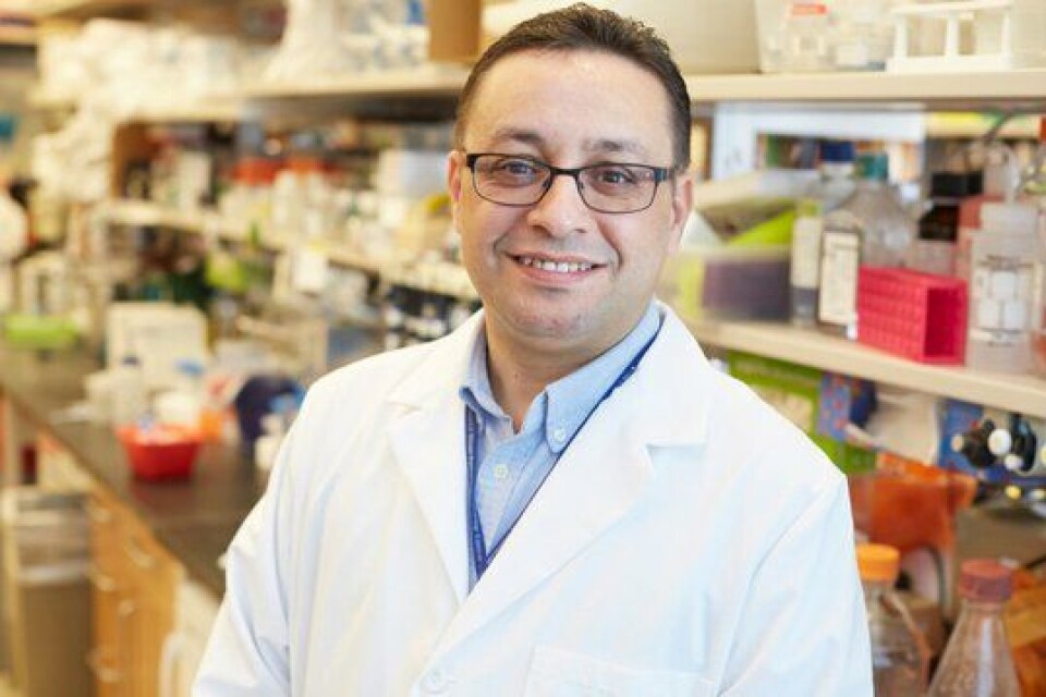 - Hvis vi reduserer svulstens bruk av sukker, kan vi fristille mer av det, slik at immuncellene i stedet benytter sukkeret, noe de vil dra fordel av sier, Taha Merghoub, som er en av forskerne bak studien. - Hvis vi reduserer svulstens bruk av sukker, kan vi fristille mer av det, slik at immuncellene i stedet benytter sukkeret, noe de vil dra fordel av sier, Taha Merghoub, som er en av forskerne bak studien.