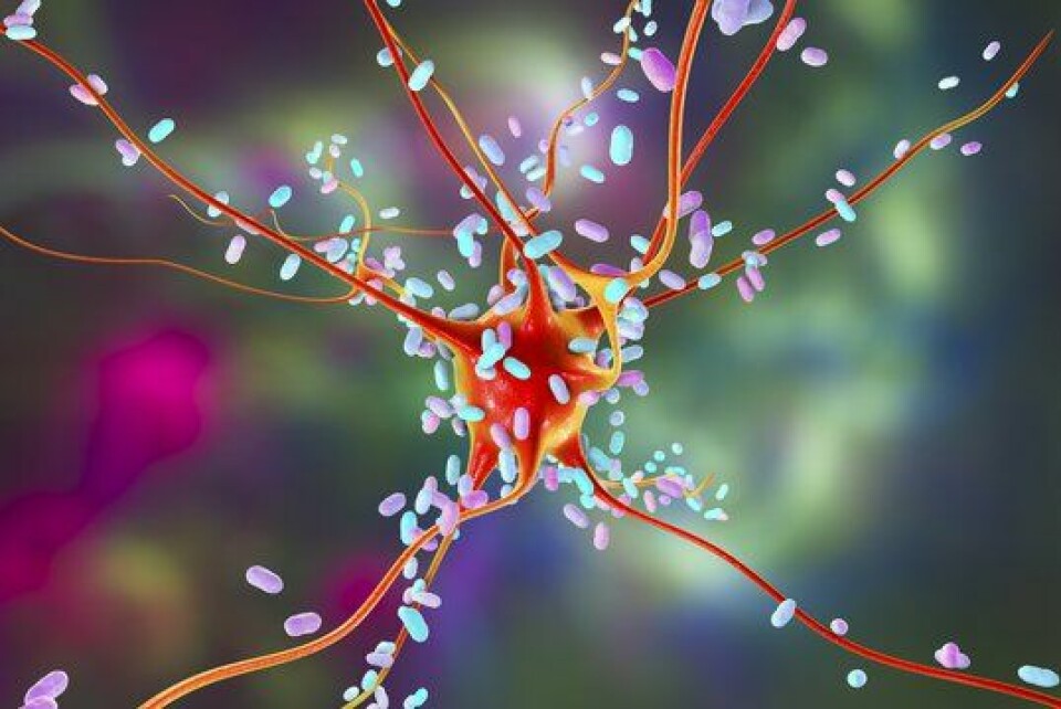 Pneumokokk er en liten bakterie som bare finnes hos mennesker. Den ser ut som en dobbel kaffebønne, og er ofte en del av normalfloraen i halsen hos barn og unge. Den kan forårsake smittsom hjernehinnebetennelse. Her angriper den et nevron (hjernecelle)
        
      
      
        Foto: Getty Images