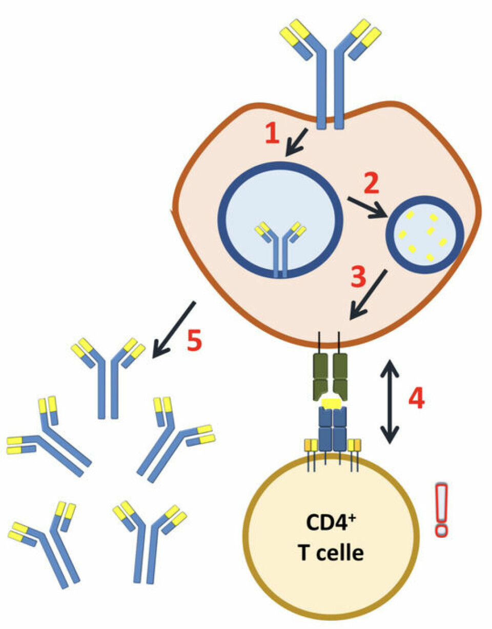 T-B-cellesamarbeid drevet av presentasjon av antistoffbiter på B-cellens overflate. B-cellenes overflatereseptor tas opp av cellen selv (1), der de spaltes til småbiter (2) som kan presenteres på overflatens HLA-molekyler (3). Dersom de presenterte bitene gjenkjennes av T-celler (4), vil disse kunne aktivere B-cellene som videre kan skille ut antistoffer (5).
        
      
      
        Kilde: Rune Alexander Høglund, Ahus