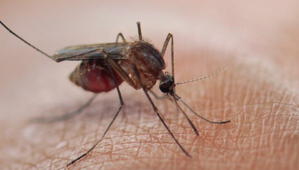 Resistent: Malariaparasitter som er motstandsdyktige mot de to viktigste malariamedisinene har spredd seg raskt fra Kambodsja og har blitt dominerende i Vietnam, Laos og Nord-Thailand.
