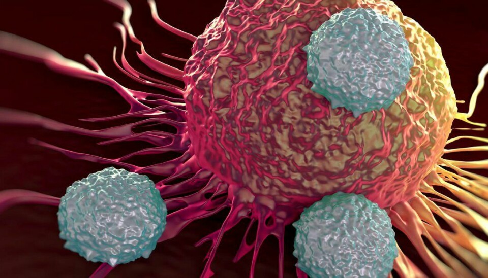 Nydiagnostiserte pasienter med mesoteliomkreft som ble behandlet med kreftlegemidlet ONCOS-102 oppnår sterk immunaktivering og økt progresjonsfri overlevelse. Bildet viser T-celler som angriper en kreftcelle.