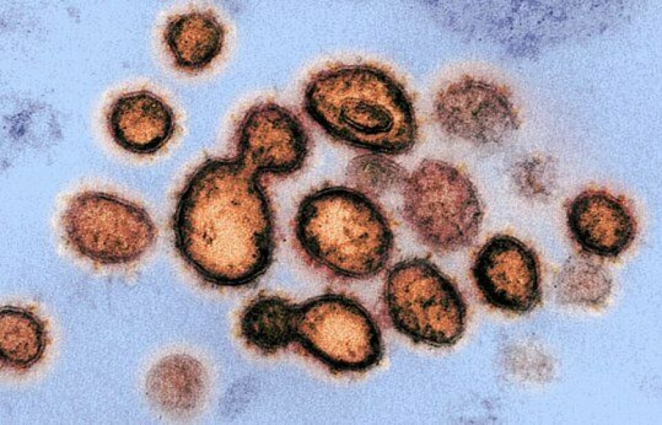Viruset har mutert: Men Covid-19 har mutert i to hovedgrener. En som ser ut til å være langt mer aggressiv, sier forskere, og dette kan hindre forsøkene på å utvikle en vaksine.
