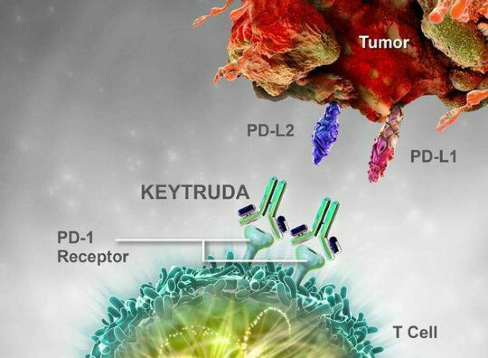 Virkemekanismen til Keytruda er at PD-1 reseptoren blokkeres slik at verken PD-L1 eller PD-L2 kan binde seg. Dermed reaktiveres  de kreftbekjempende T-cellene og immunforsvaret får tilbake sin kreftbekjemende egenskap.
        
      
      
        Bilde: MSD