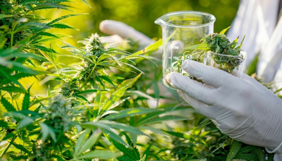 Alt tyder på at det cannabisbaserte legemidlet Epidyolex blir godkjent til bruk i EU og Norge mot to sjeldne og alvorlige former for epilepsi.