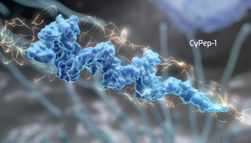 Bildet viser molekylet CyPep-1 det Bergen-baserte kreftforskningsselskapet Cytovation som nå inngår samarbeid med MSD.