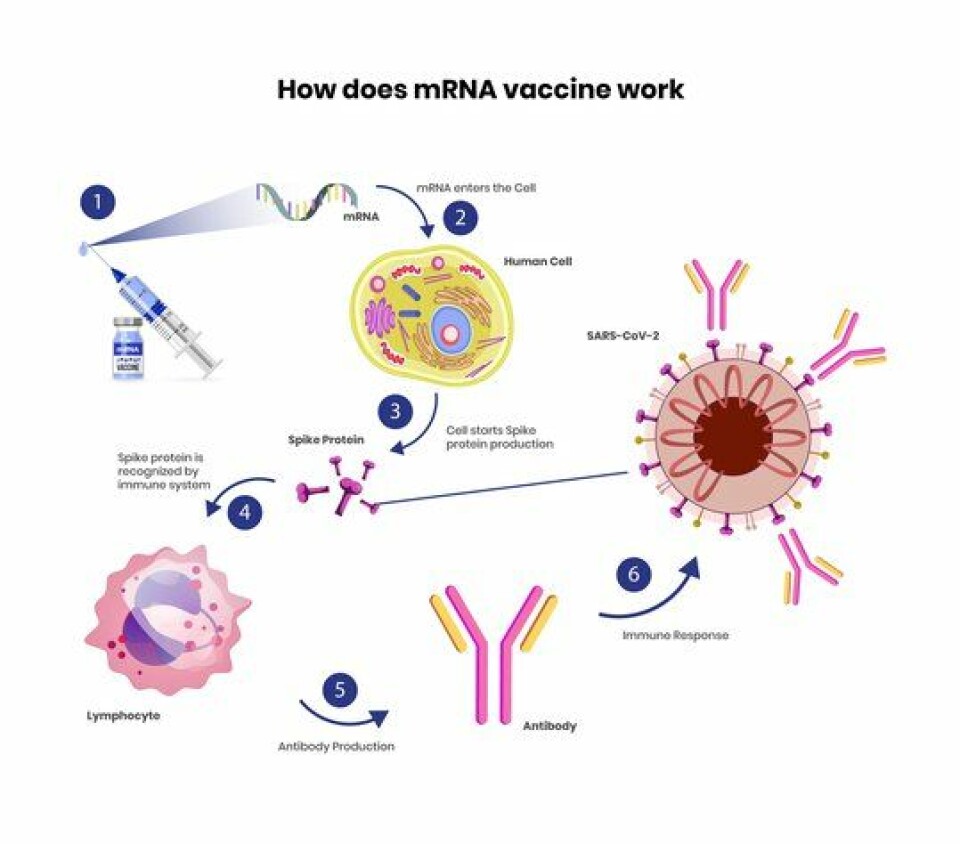 Figuren viser en skjematisk illustrasjon av hvordan mRNA vaksine virker.
Foto: Getty Images