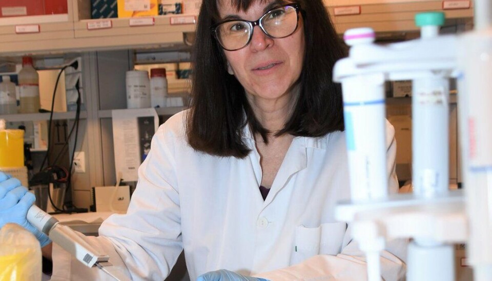 Professor Rebecca Jane Cox ved Influensasenteret, UiB. Foto: Jørgen Barth
