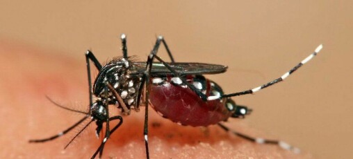 Ny vaksinekandidat beskytter mot denguefeber