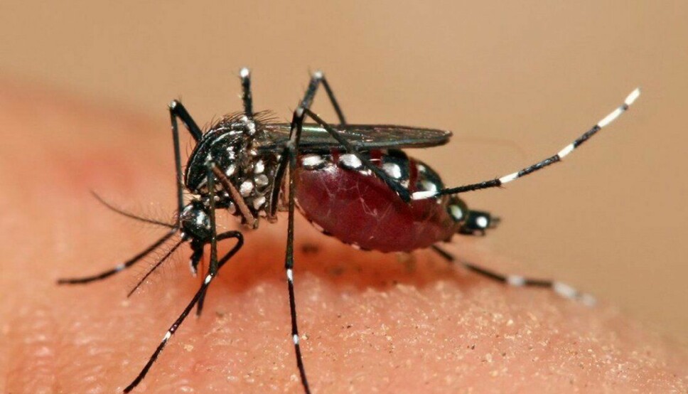 Halvparten av verdens befolkning bor i denguefeberområder, og cirka 390 millioner mennesker får denguefeber hvert år. 25.000 dør av sykdommen årlig. Nå viser nye data fra TIDES-studien at vaksinekandidaten TAK-003 er effektiv og sikker.