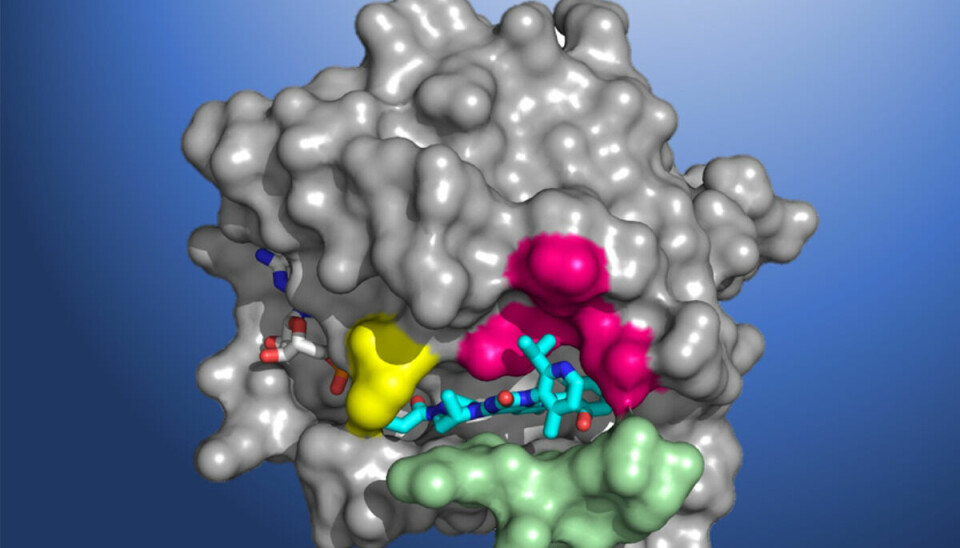 Et strukturell modell av KRAS-proteinet som viser sotorasib-molekylet i bindingslommen til kreftcellen. Den gule regionen viser hvor legemidlet fester seg til KRAS-proteinet