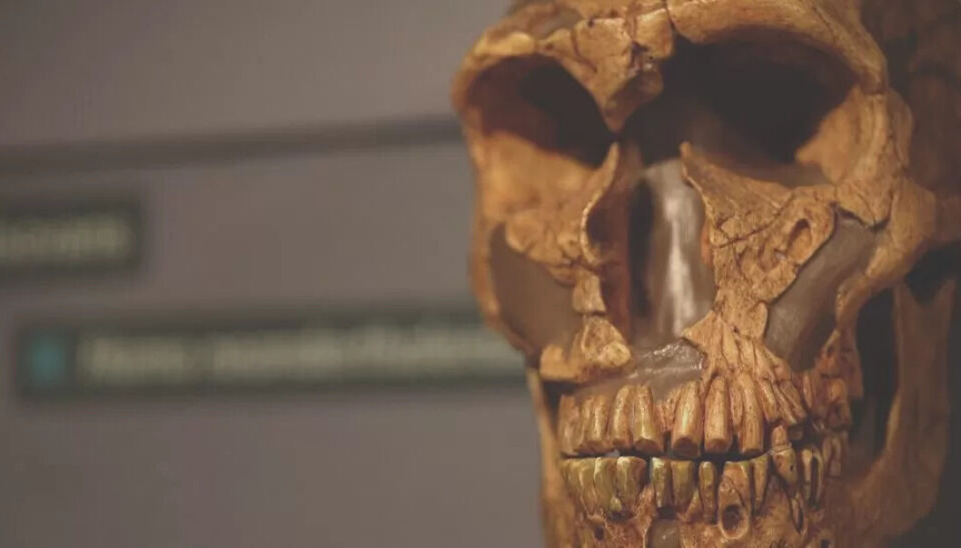 Neandertalere var en egen menneskeart som befolket Europa i hundretusenvis av år til de døde ut for 40 000 år siden. En periode levde de side om side med vår egen art - homo sapiens. Neandertalere var en egen menneskeart som befolket Europa i hundretusenvis av år til de døde ut for 40 000 år siden. En periode levde de side om side med vår egen art - homo sapiens.
