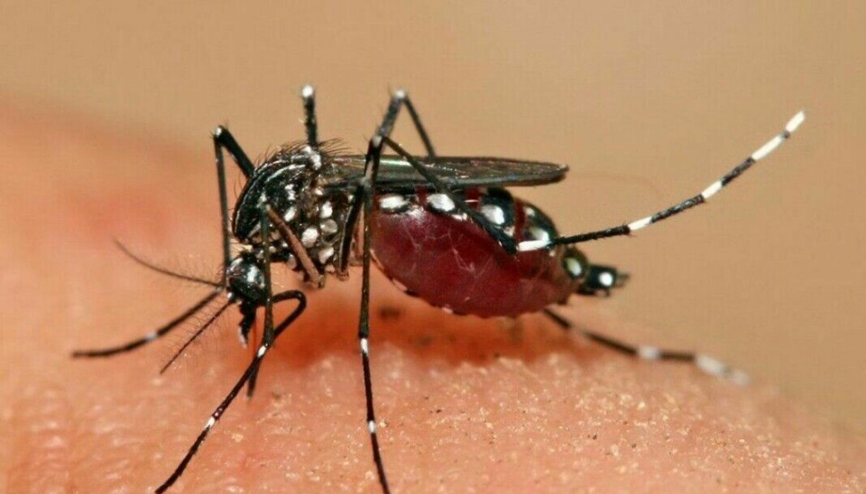 Denguefeber er en virusinfeksjon som overføres gjennom stikk fra smittebærende mygg. Sykdommen forårsaker 20 000 til 25 000 dødfall per år, hovedsakelig hos barn. Snart vil trolig en ny og effektiv vaksine bli godkjent i USA og Europa