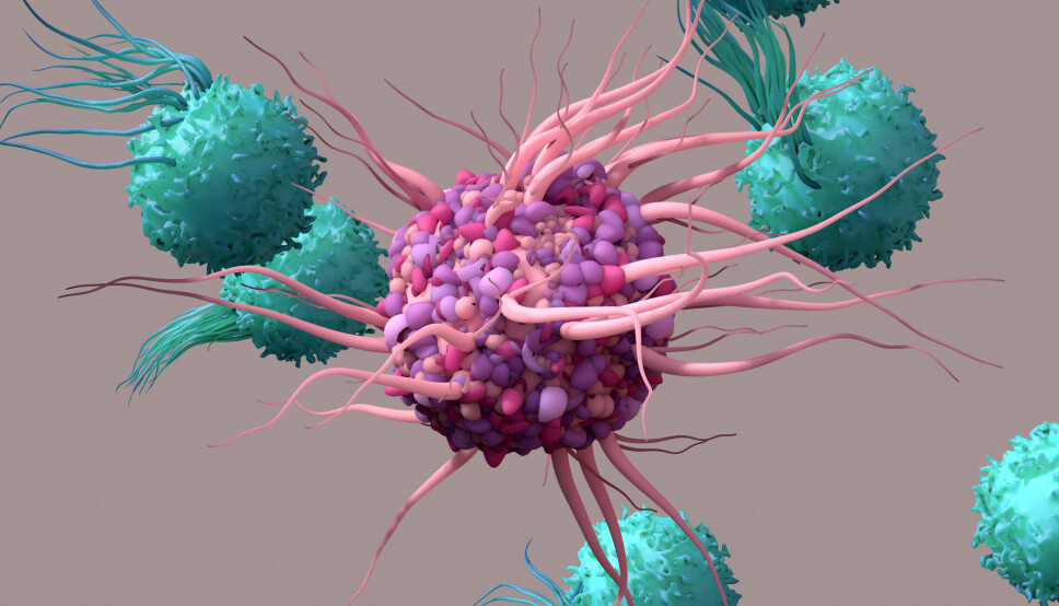 En fase 3-studie viser at immunterapien Jemperli sammen med kjemoterapi øker den progresjonsfrie overlevelsen hos kvinner med avansert eller tilbakevendende livmorkreft. Bildet viser T-celler som angriper en kreftcelle.