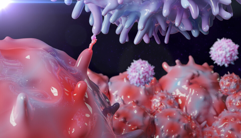 Bildet viser hvordan en PD-1 hemmer kopler sammen T-cellen (øverst) med kreftcellen slik at T-cellen kan angripe kreften.