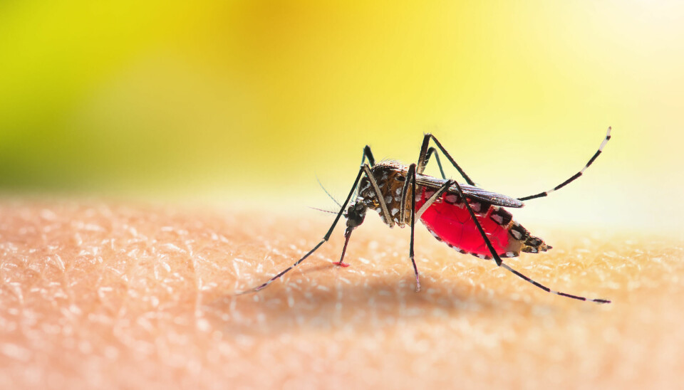 SMITTEBÆRER: Illustrasjonsbilde av Aedes-myggen som sprer malaria-smitte.