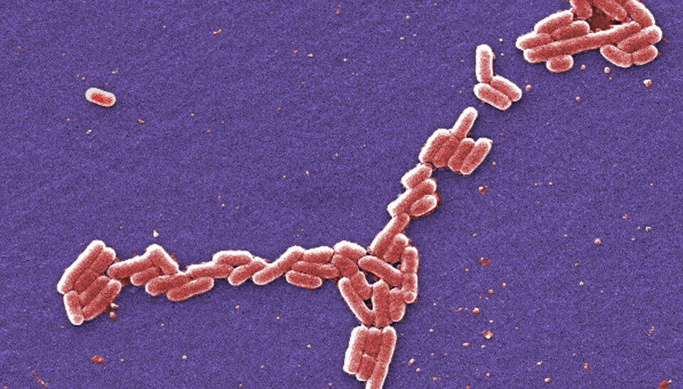 Antibiotikaresistens oppstår når bakterier blir motstandsdyktige mot antibiotika. Bildet, tatt med elektronmikroskop, viser bakterien som forårsaker sykdommen e. coli.