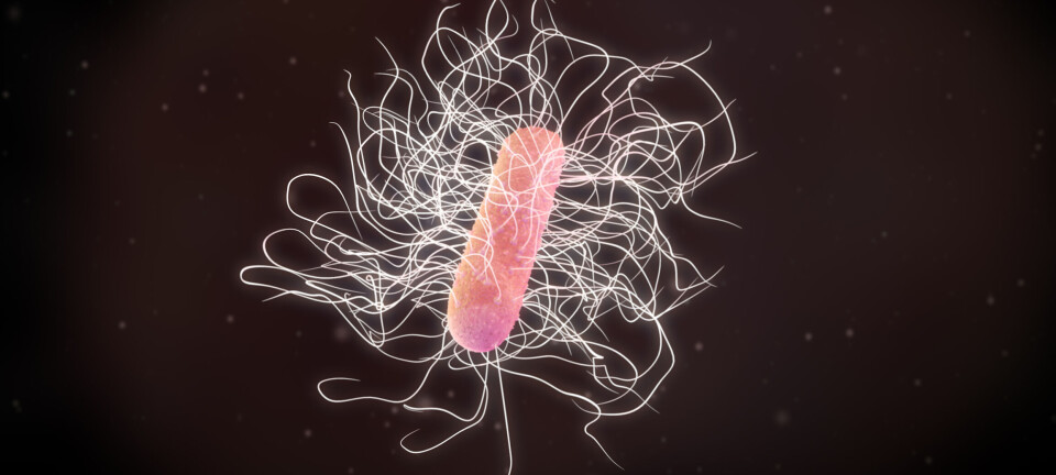Clostridium difficile-infeksjon: – Denne bakterien kan være dødelig, men får liten oppmerksomhet
