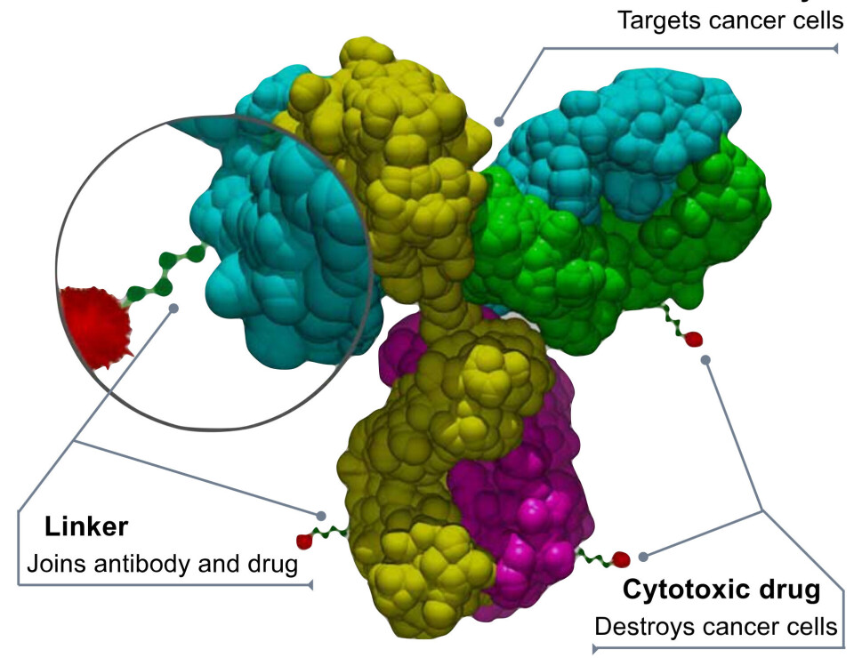 ADC-erbestår av et antistoff som finner kreftcellene, cellegiftmolekyler (cytoxic drug) som dreper kreften og en linker som binder cellegiften til antistoffet.